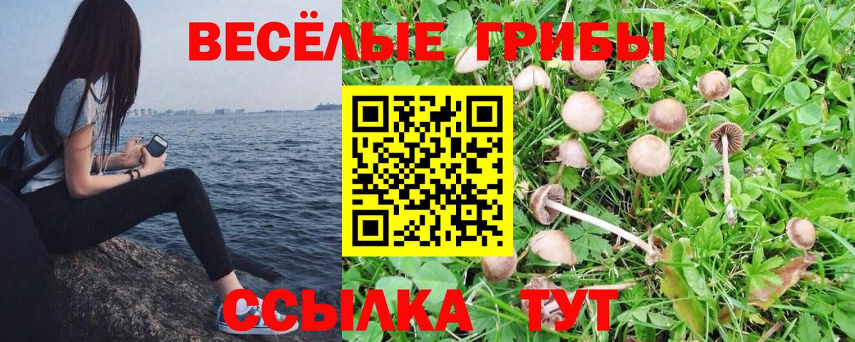 Галлюциногенные грибы Psilocybine cubensis  Вход с VPN  Псилоцибиновые грибы прущие грибы  Советский 