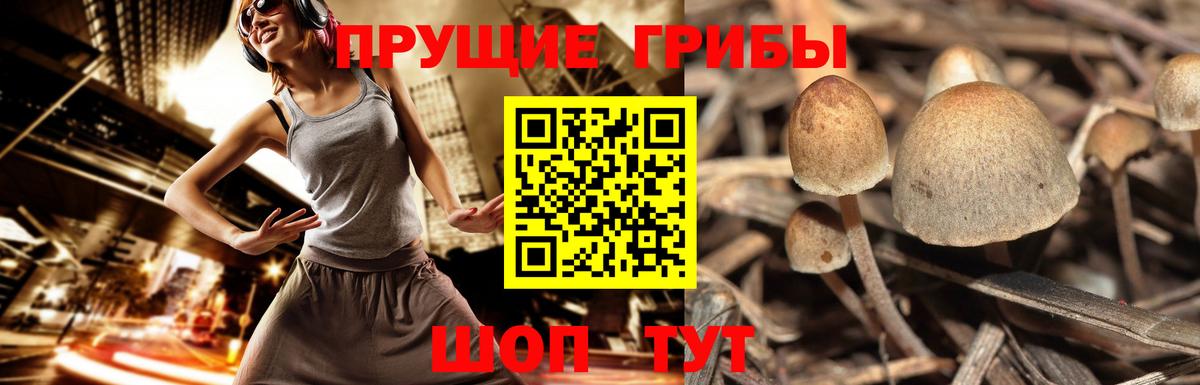 Псилоцибиновые грибы Cubensis Советский
